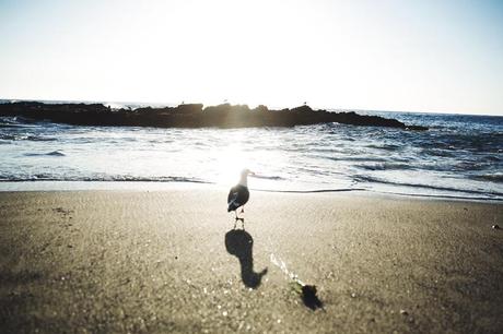 VICTORIA BEACH Laguna_Beach-Orange_County-Open_Back_Dress-Floral_Print-Faithfulthebrand-Beach-32