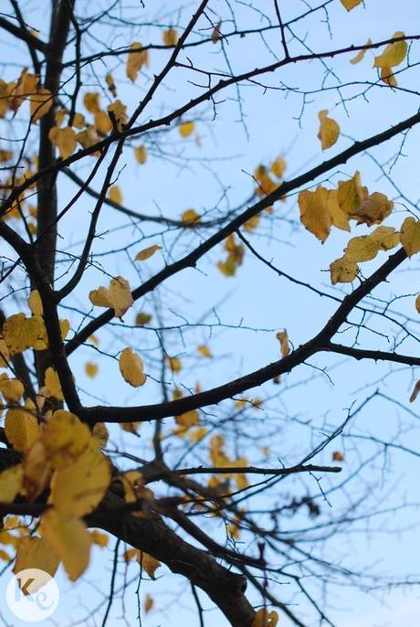 Ciao Autunno. Lucca mini guide Lucca mini guide. Tuscany #italy #italia