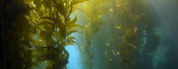 Granjas de algas marinas