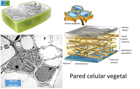 Estructura y función celular: los orgánulos II