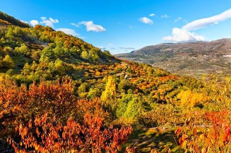 Primer premio de la pasada edición. (Otoñada 2013) Concursos Otoñada 2014 en el Valle del Jerte