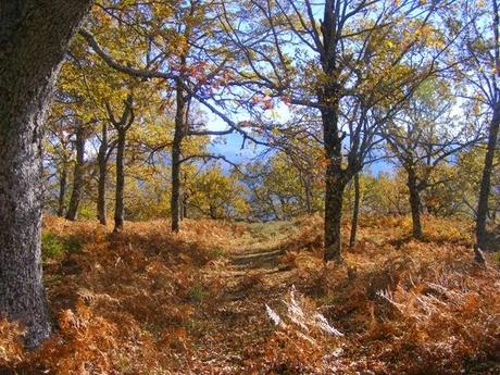 Primer premio de la pasada edición (2013) Ellen Ripol Ovejero (7 años) Primer premio de la pasada edición (2013) Ellen Ripol Ovejero (7 años)
