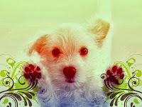 Y yo a ti, Dona Ter Y yo a ti, Dona Ter