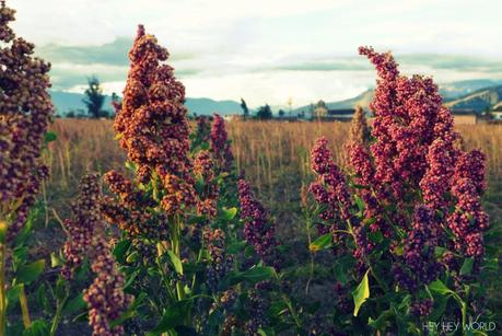 Lava no arde. Imbabura P1050045