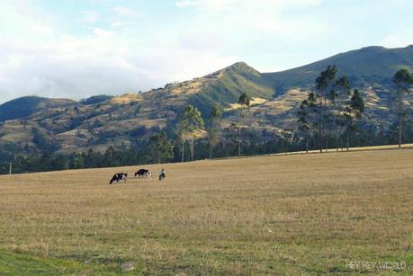 Lava no arde. Imbabura P1040946