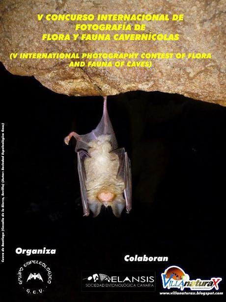 V CONCURSO INTERNACIONAL DE FOTOGRAFÍA DE FLORA Y FAUNA CAVERNÍCOLA V CONCURSO INTERNACIONAL DE FOTOGRAFÍA DE FLORA Y FAUNA CAVERNÍCOLA