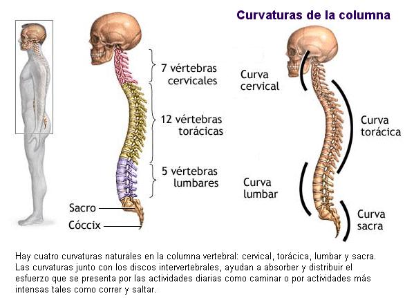 El dolor vivo de los riñones hasta el lado derecho