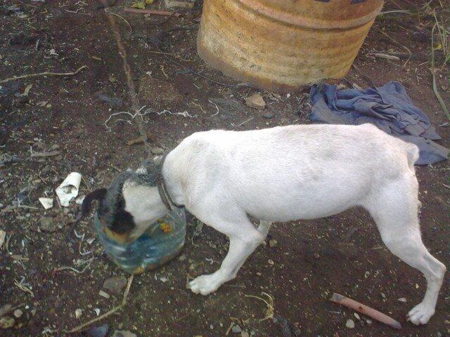 Cadiz animales muriendose atados socorro!!!!!!!!!! AHORA O NUNCA Cadiz animales muriendose atados socorro!!!!!!!!!! AHORA O NUNCA