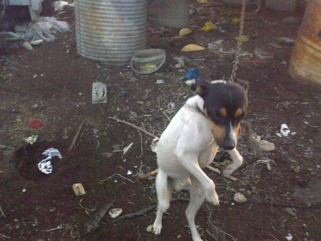 Cadiz animales muriendose atados socorro!!!!!!!!!! AHORA O NUNCA Cadiz animales muriendose atados socorro!!!!!!!!!! AHORA O NUNCA