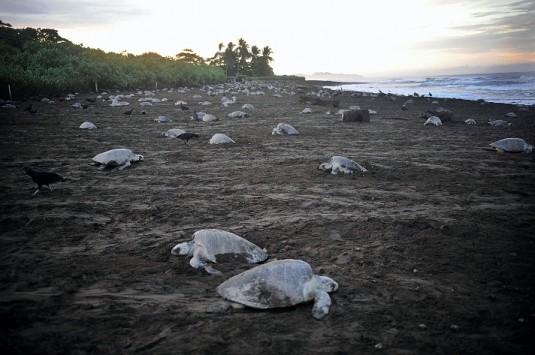 Tortugas verdes y tortillas…