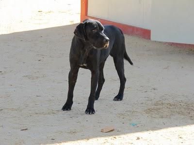 URGENTE, MUY URGENTE...NECESITAN ACOGIDA (HUELVA)