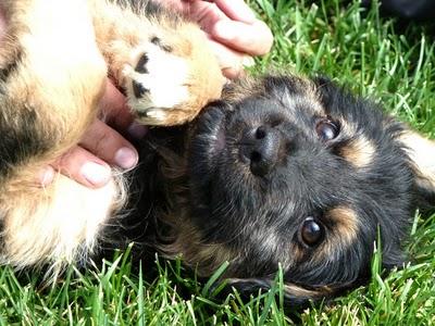 Precioso cachorro cruce de pastor belga en adopción.