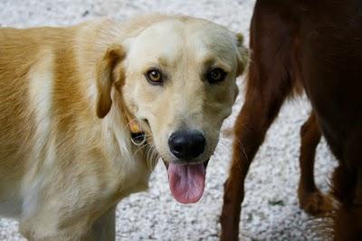 BOSTON!! Precioso labrador de un año... EN ADOPCIÓN!!