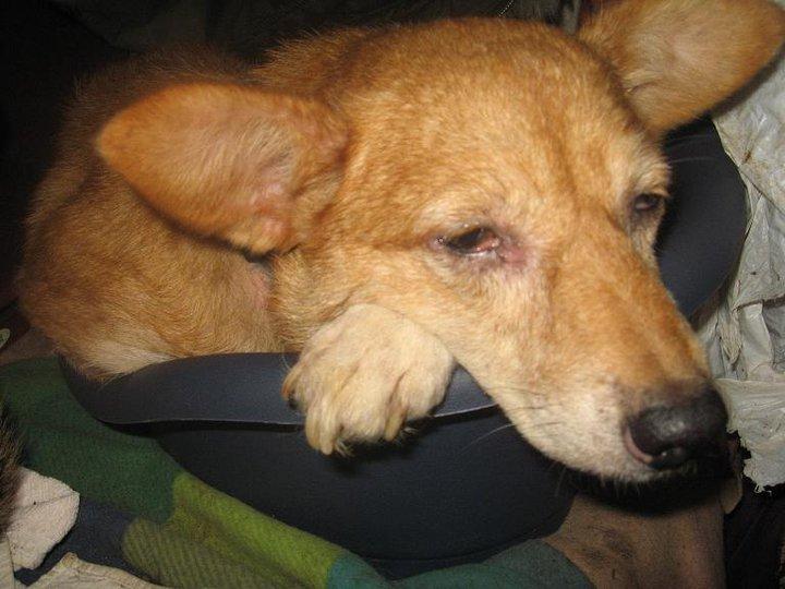 Foxi y Xol necesitan ayuda .... por favor Foxi y Xol necesitan ayuda .... por favor