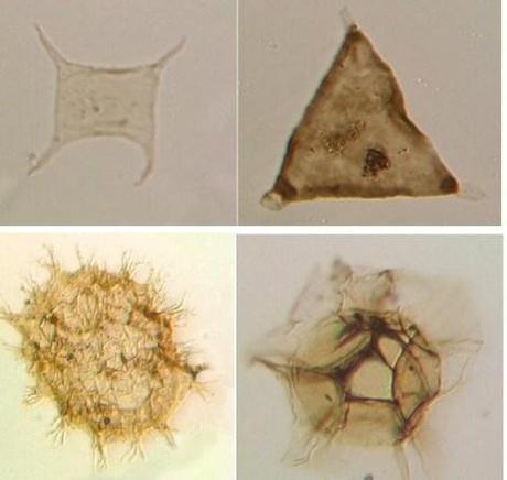 Algunos acritarcos que muestran la diversidad de formas dentro del grupo. Imágenes de la UCL.