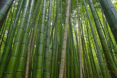 LA RUTA NIPONA: KYOTO (III) - CAQUIS CAÍDOS Y BAMBÚ