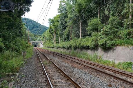 LA RUTA NIPONA: KYOTO (III) - CAQUIS CAÍDOS Y BAMBÚ