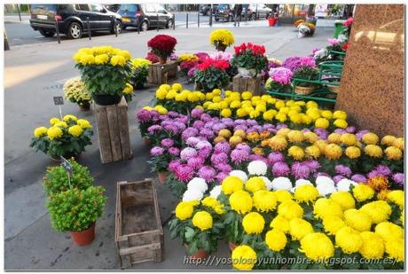 flores propias de un día como hoy, los santos