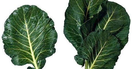 La Berza, un poderoso alimento. berza