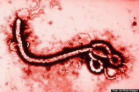 El virus del Ébola y el de Marburgo “editan” material genético durante la infección.
