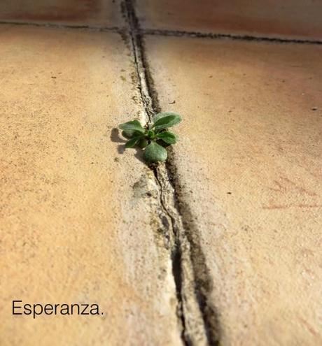 Mirando el suelo… esperanza