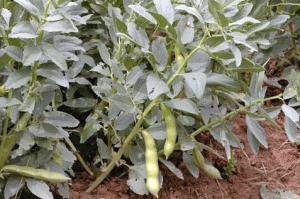 Cómo cultivar Haba habas
