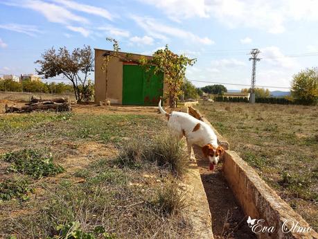 Acuarelas: un día de campo Acuarelas: un día de campo