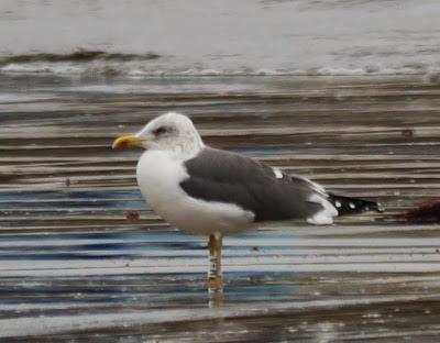 Una gaviota de gira por Gozón Una gaviota de gira por Gozón