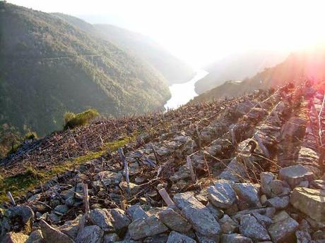 Los tintos de la Ribeira Sacra, más modernos que nunca Los tintos de la Ribeira Sacra, más modernos que nunca