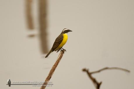 SMA_Benteveo mediano (Vermilion-crowned Flycatcher) Myiozetetes similis4982small