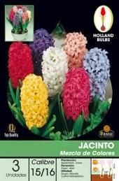 Bulbos de otoño: el jacinto