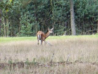 Día 8: Ruta 6: Maastricht - Parque Nacional Hoge Veluwe - Arnhem Día 8: Ruta 6: Maastricht - Parque Nacional Hoge Veluwe - Arnhem