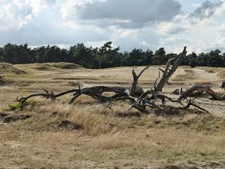 Día 8: Ruta 6: Maastricht - Parque Nacional Hoge Veluwe - Arnhem Día 8: Ruta 6: Maastricht - Parque Nacional Hoge Veluwe - Arnhem