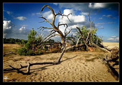 Día 8: Ruta 6: Maastricht - Parque Nacional Hoge Veluwe - Arnhem Día 8: Ruta 6: Maastricht - Parque Nacional Hoge Veluwe - Arnhem