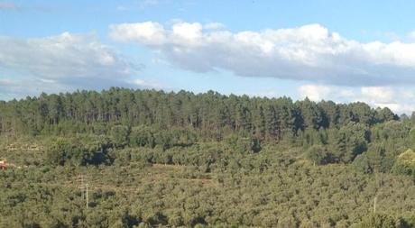 Ejemplo de bosques del mundo: Acebo, Cáceres, España