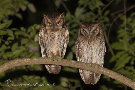 Alilicucú común (Tropical Screech-Owl) Megascops choliba