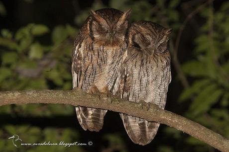 Alilicucú común (Tropical Screech-Owl) Megascops choliba