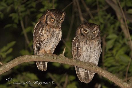 Alilicucú común (Tropical Screech-Owl) Megascops choliba