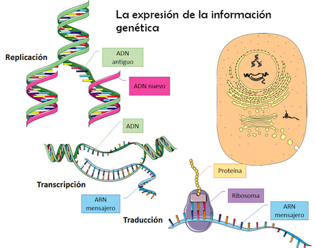 El ADN, la molécula de la herencia
