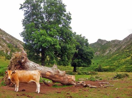 Pico Mirueño y Múa desde el Alto la Llama Pico Mirueño y Múa desde el Alto la Llama