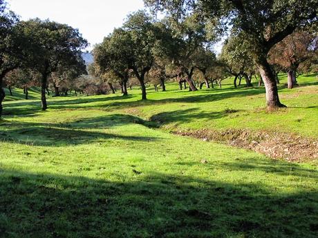 LA VARIEDAD DE ESPECIES MEJORA LA REGENERACIÓN DE LOS BOSQUES MEDITERRÁNEOS