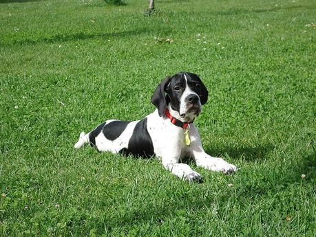 La importancia de que nuestros hijos aprendan a vivir con animales Kiba de cachorro