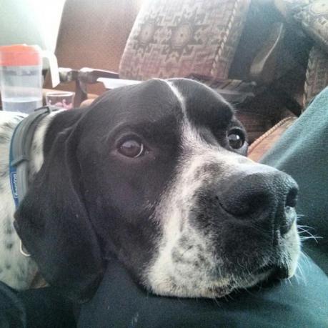 La importancia de que nuestros hijos aprendan a vivir con animales Kiba pidiendo caricias