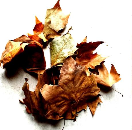 #Retoinfantil: el otoño #Retoinfantil: el otoño