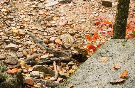 Otoño en Seoraksan II: Ulsanbawi Otoño en Seoraksan II: Ulsanbawi