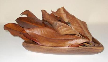 Hojas secas de Magnolio: materiales I Hojas secas de Magnolio: materiales I