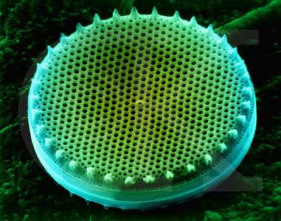 Reino protista Reino protista