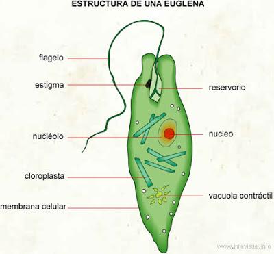 Reino protista Reino protista