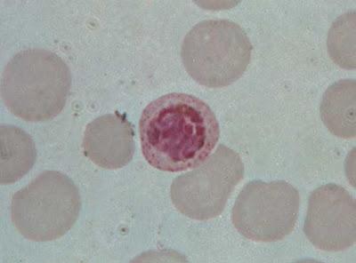 Reino protista Reino protista