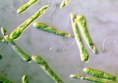 Reino protista Reino protista